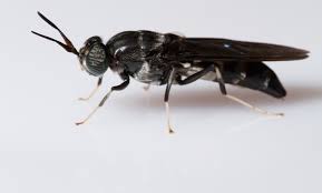 Insect horn