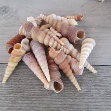 Beach horn